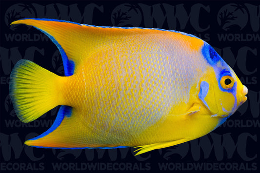 Queen Angelfish - Adult - USA