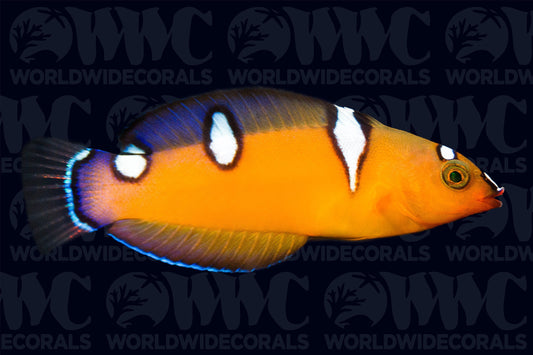 Formosa Wrasse - Juvenile - Kenya