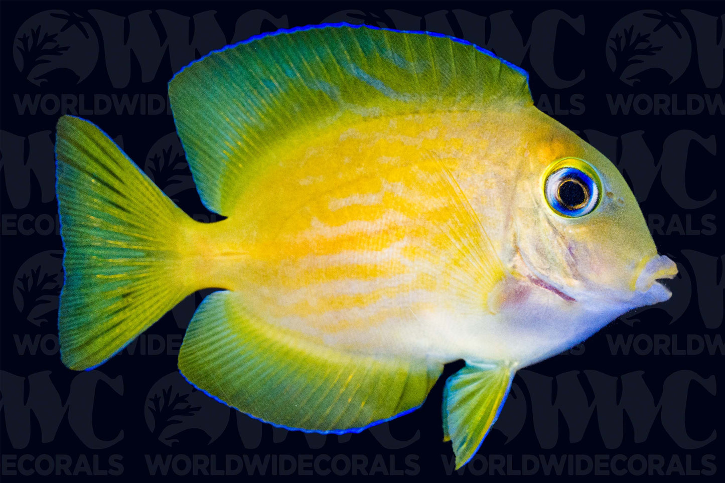 Short-Tail Bristletooth Tang - Fiji