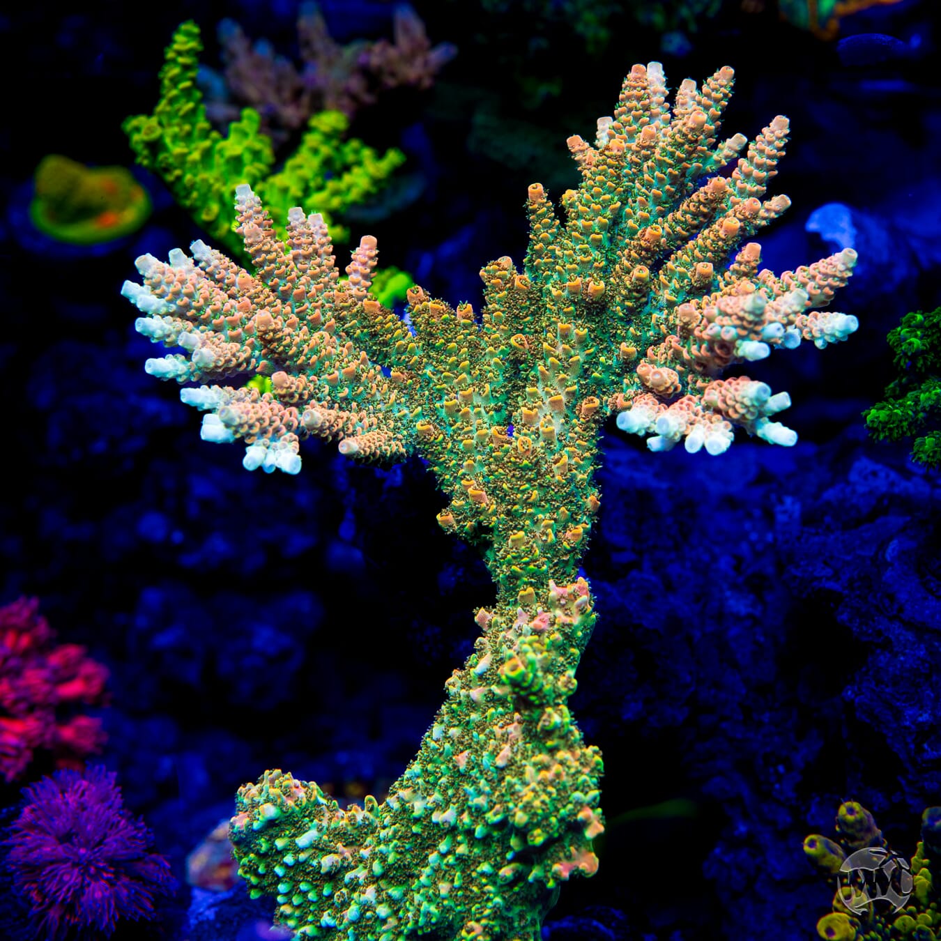 Bill Murray Acropora