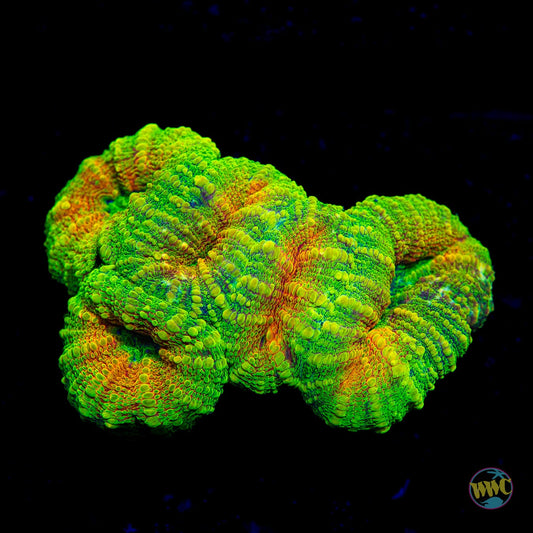 Electrified Lobophyllia