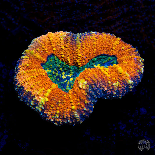 Tropicana Lobophyllia