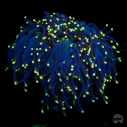 Poison Tipped Torch