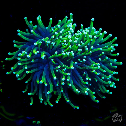 Neon Tipped Torch