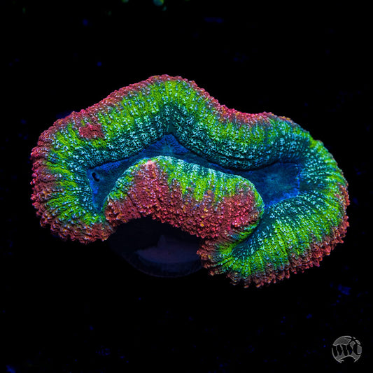 Fiery Lobophyllia