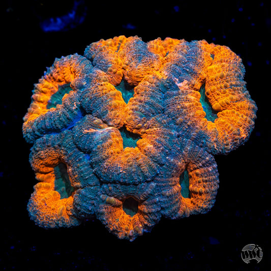 Gator Bait Lobophyllia