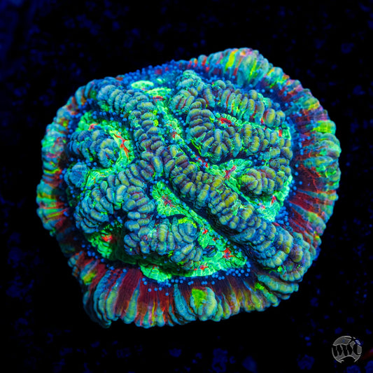 Sour Tiger Symphyllia Wilsoni