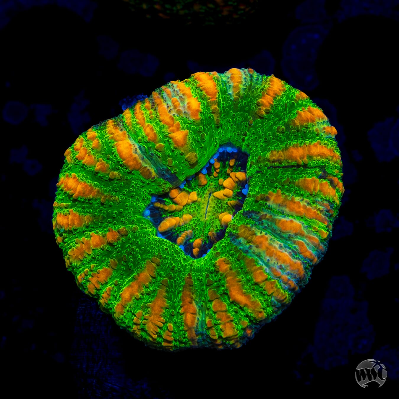 Mean Green Button Scolymia