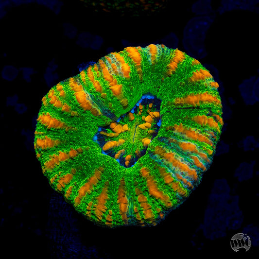 Mean Green Button Scolymia
