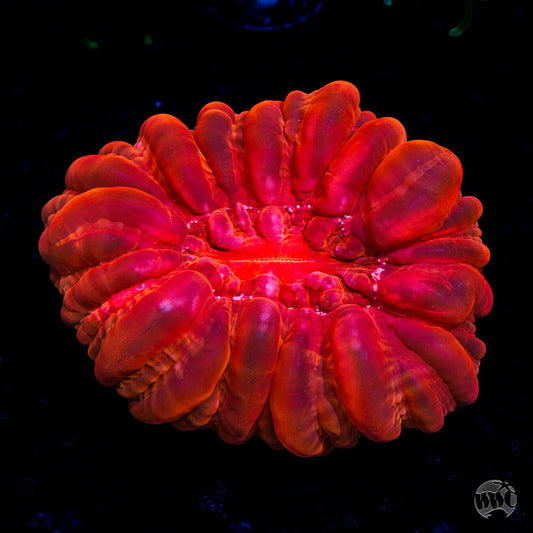 Red Hot Cynarina