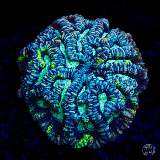 Sour Tiger Symphyllia Wilsoni
