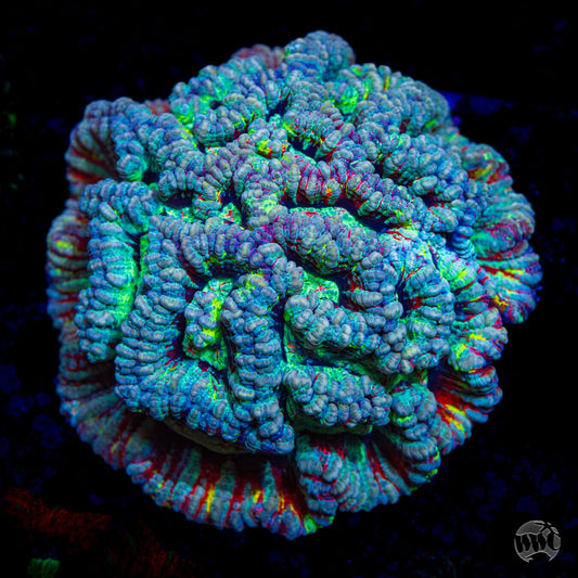 Frozen Tiger Symphyllia Wilsoni