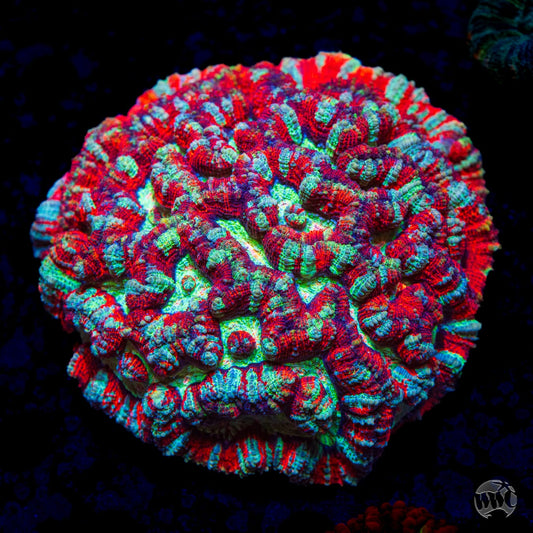 Love Tiger Symphyllia Wilsoni