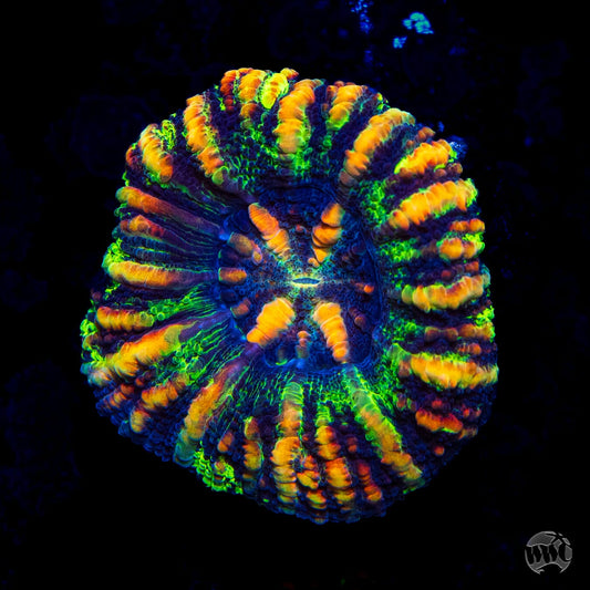 Punch Drunk Button Scolymia