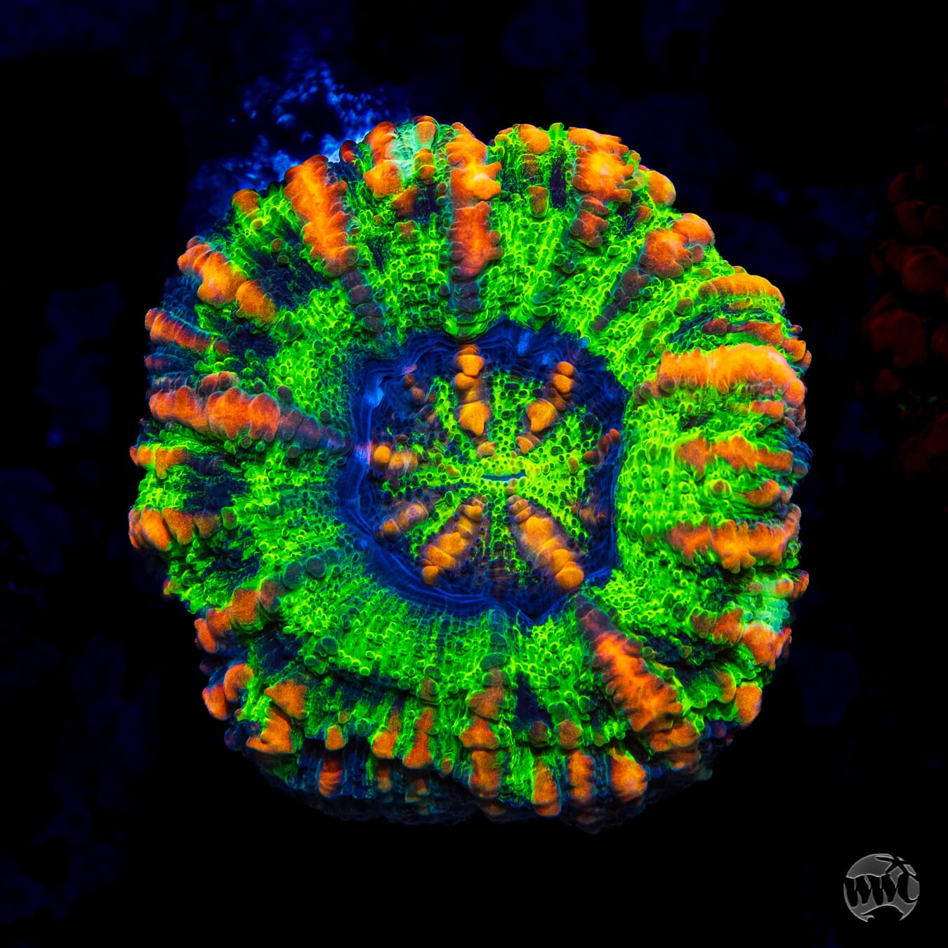 Green Apple Button Scolymia