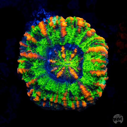 Green Apple Button Scolymia