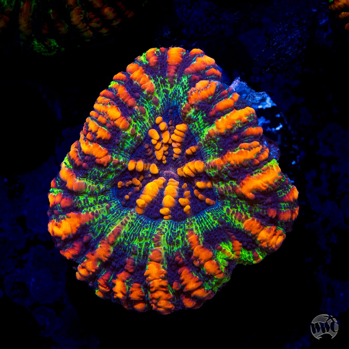 Punch Drunk Button Scolymia