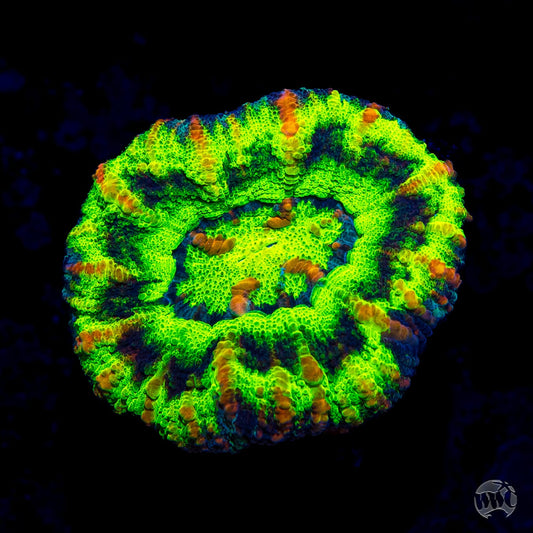 Demon's Blood Button Scolymia