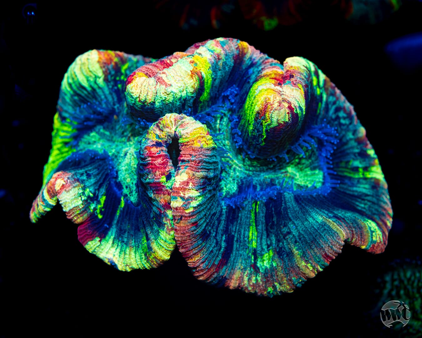 Poisoned Prism Trachyphyllia