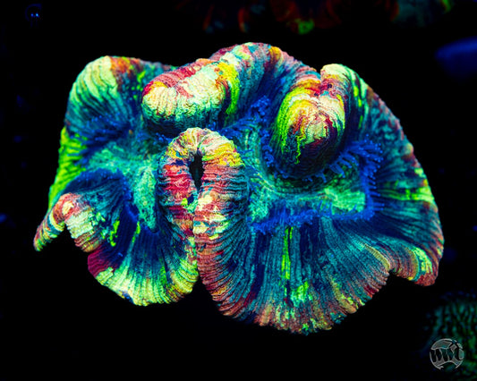 Poisoned Prism Trachyphyllia