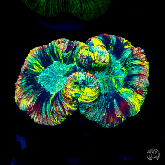 Toxitricity Trachyphllia