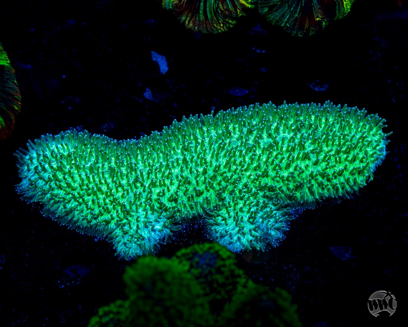 Dinosaur Nugget Tongue Coral