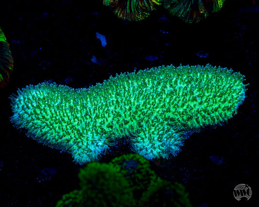 Dinosaur Nugget Tongue Coral