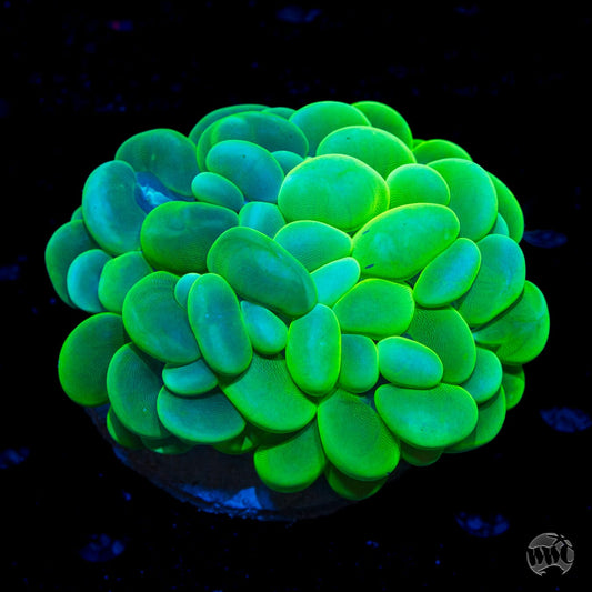 Toxic Fusion Bubble Coral