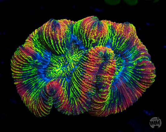 Prismatic Aberation Trachyphyllia