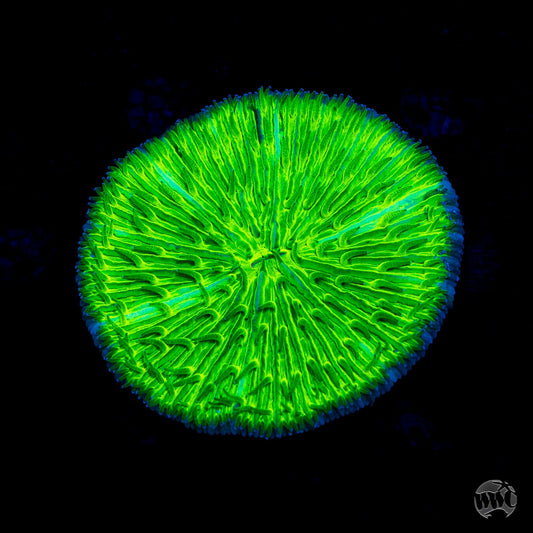 Toxic Sludge Plate Coral