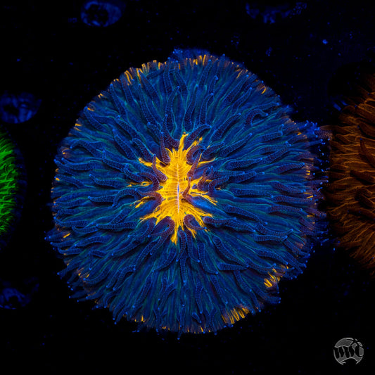 Corrupted Sun Plate Coral