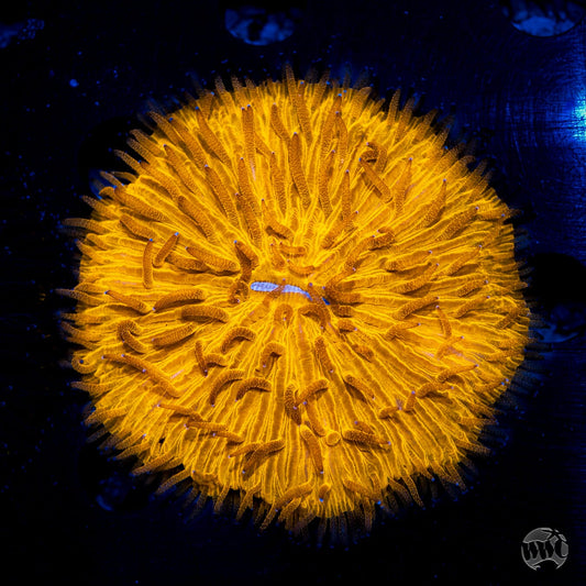 High Noon Plate Coral
