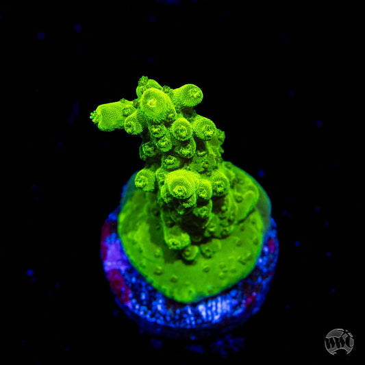Castells Banana Table Acropora