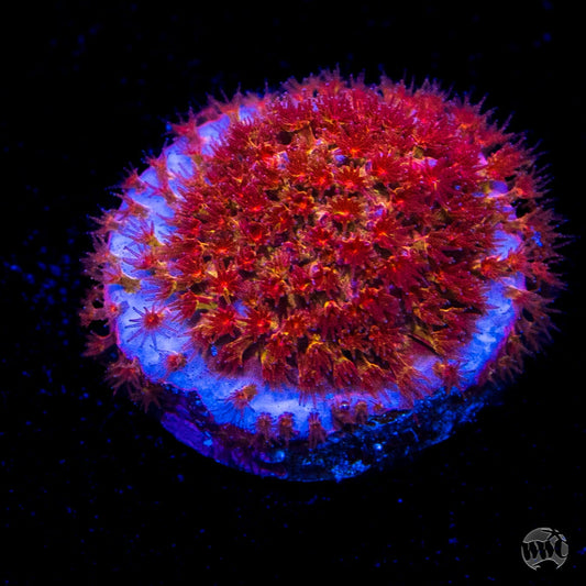 Crimson Stylocoeniella Coral