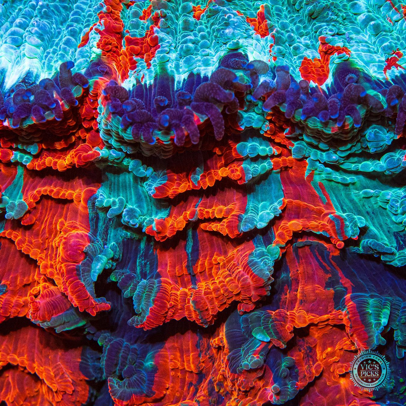 Firestorm Acanthophyllia