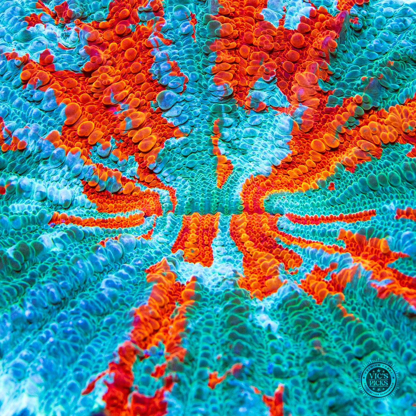 Firestorm Acanthophyllia