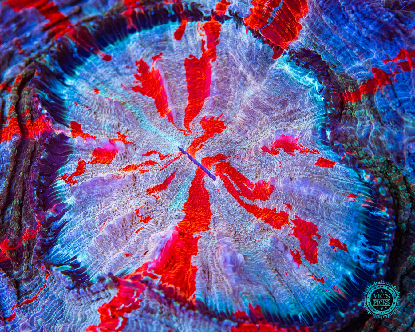 Polar Vortex Acanthophyllia