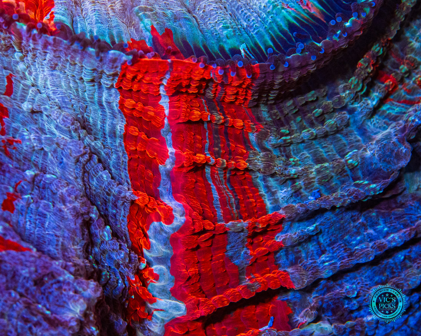 Polar Vortex Acanthophyllia