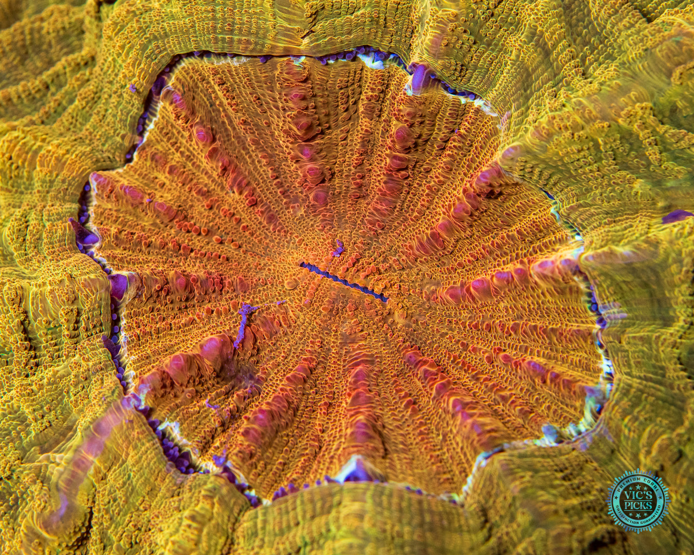 High Noon Acanthophyllia