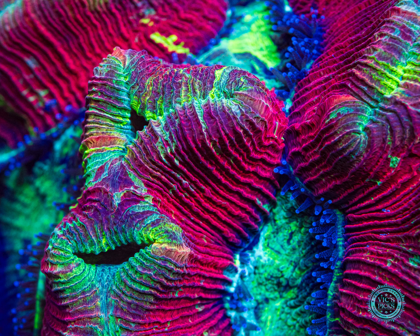 Dragon Fruit Trachyphyllia