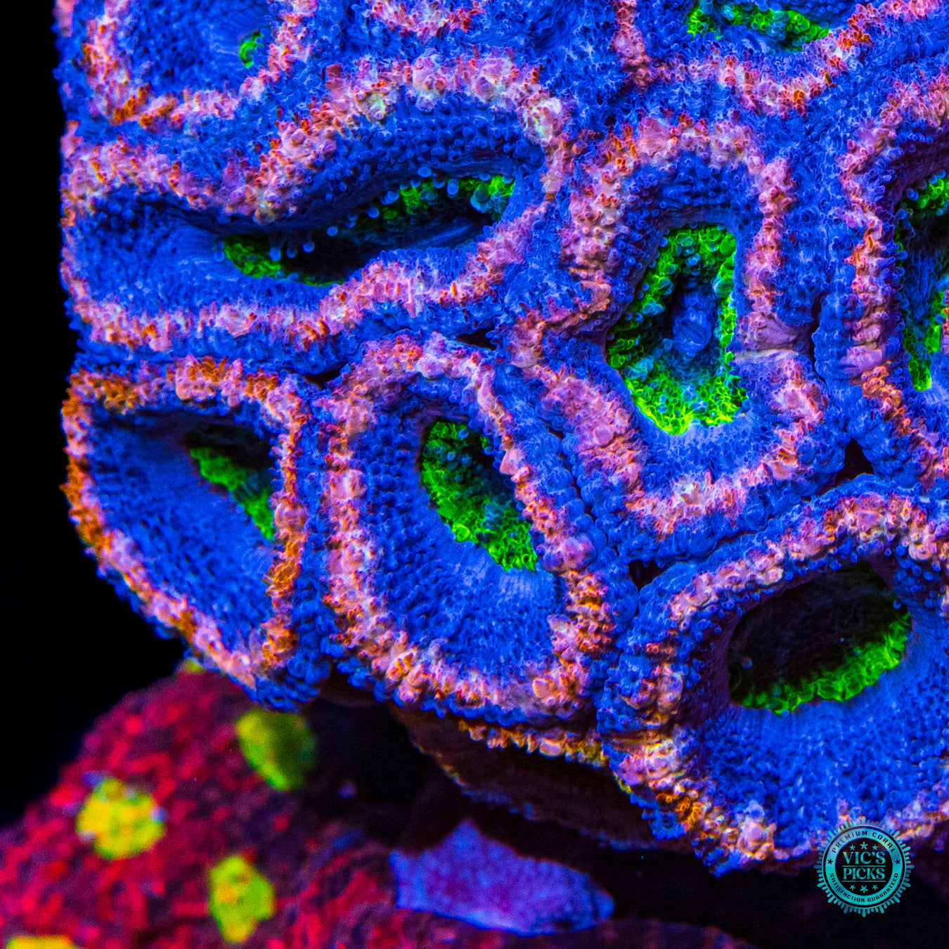 Homegrown Instant LPS Combo Reef