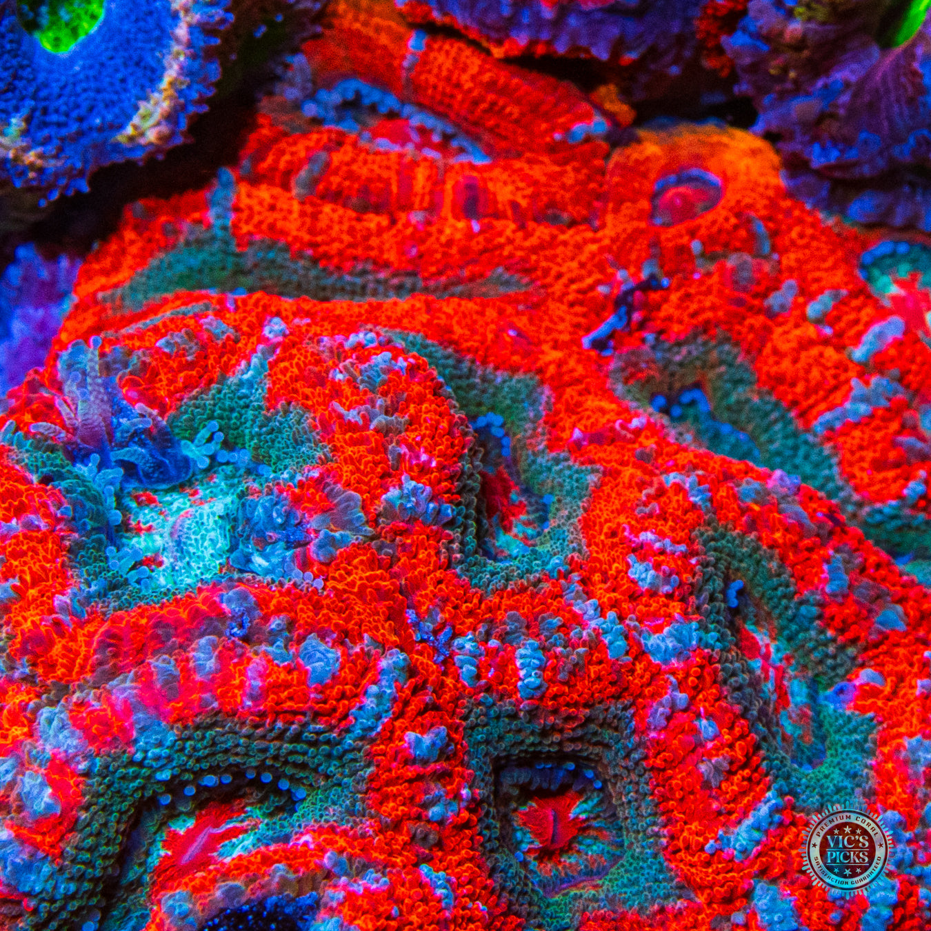 Homegrown Instant LPS Combo Reef