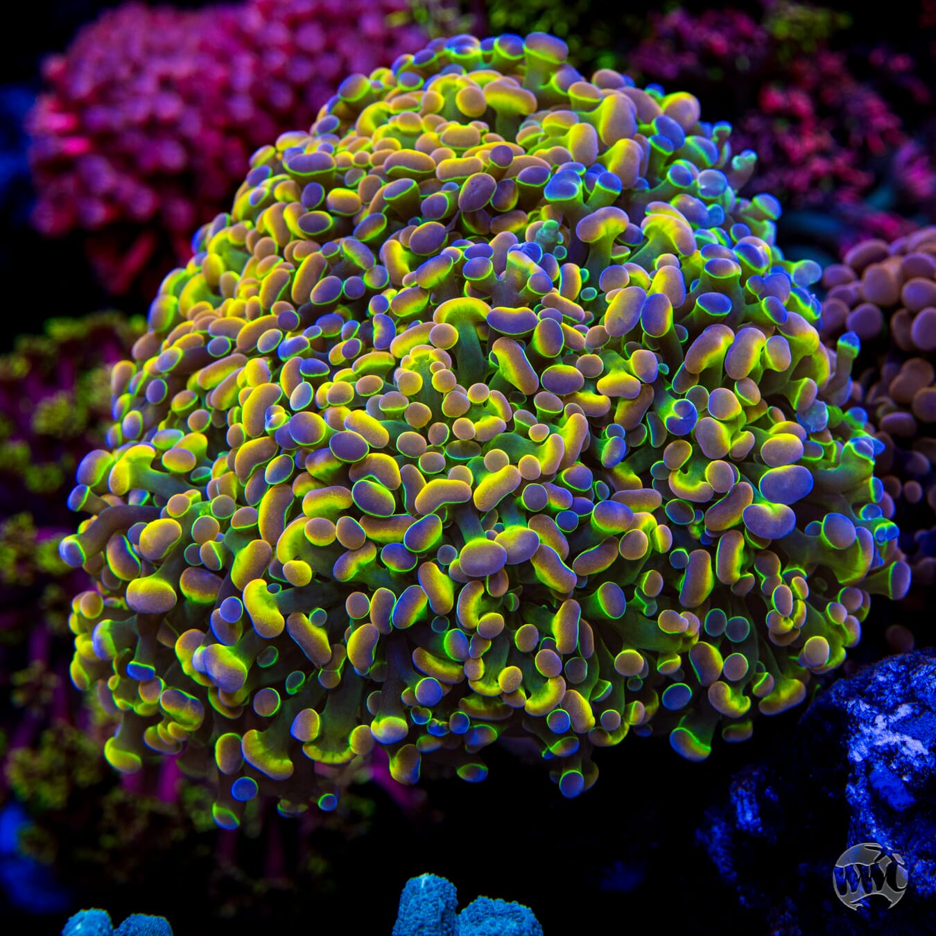 Holy Grail Branching Hammer