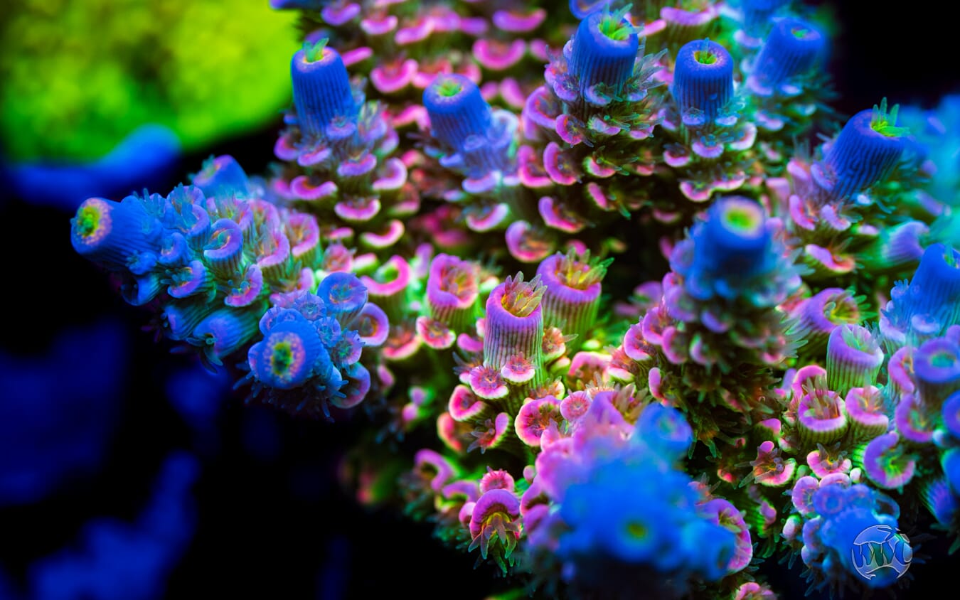 Jason Fox Homewrecker Tenuis Acropora