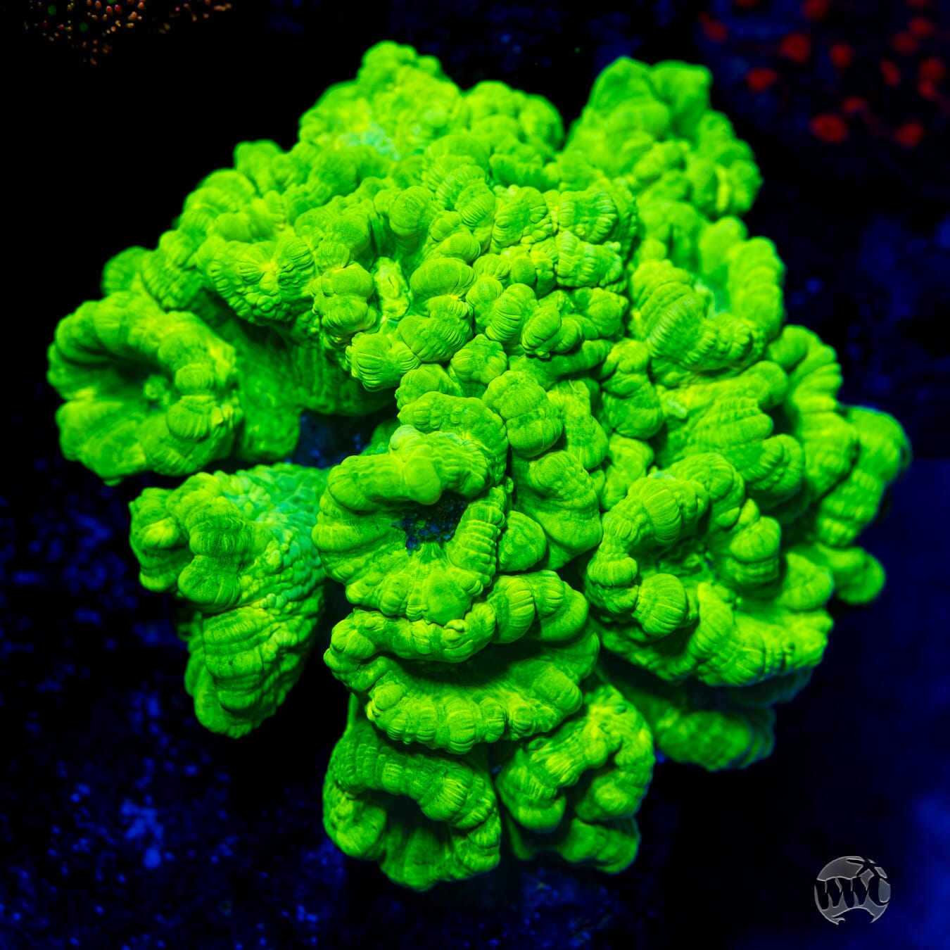 Kryptonite Candy Cane