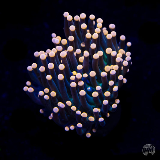 Peach Tipped Torch Coral