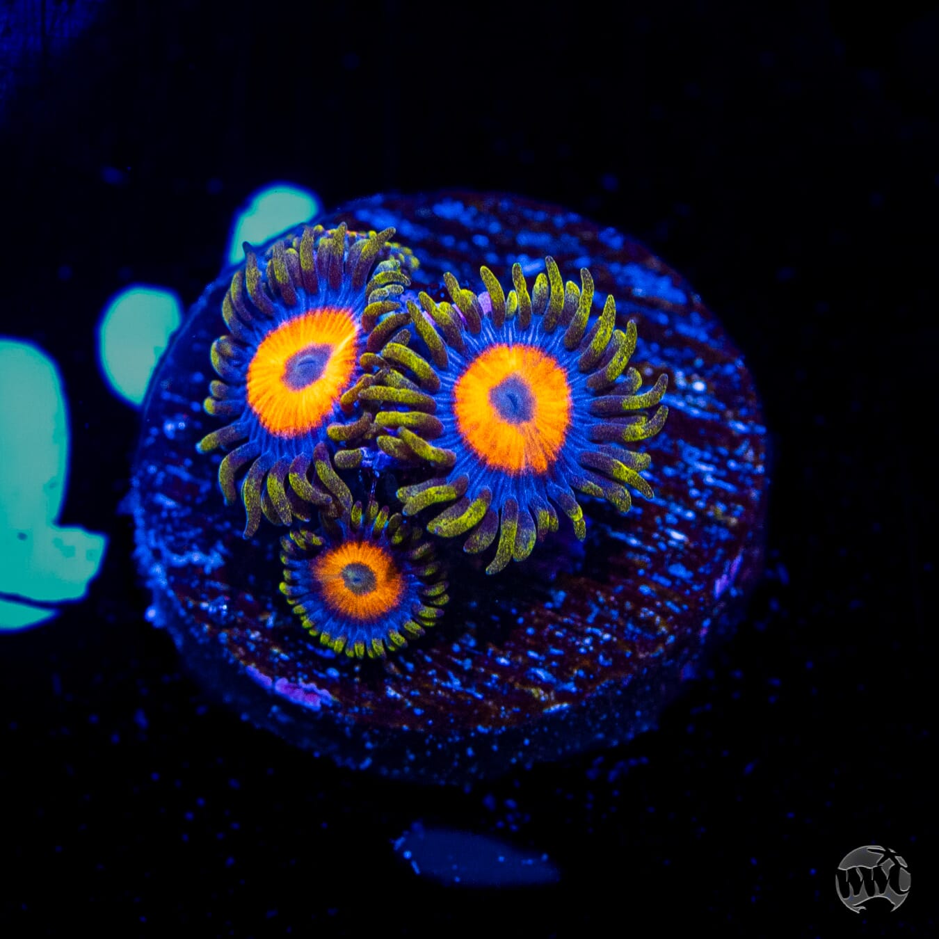 Jungle Juice Zoanthids