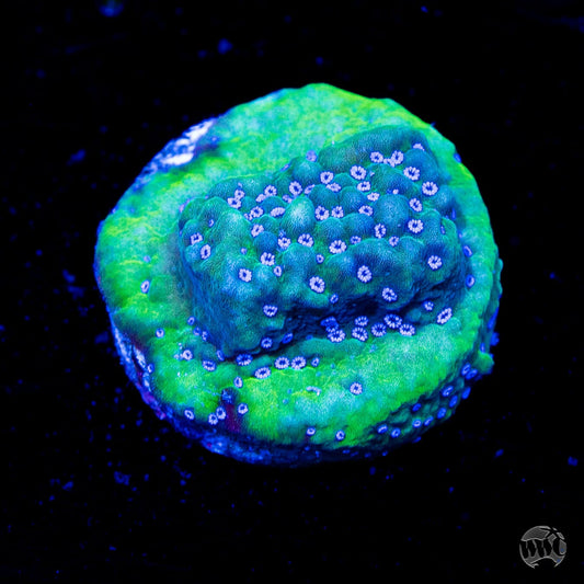 Blue Comet Montipora
