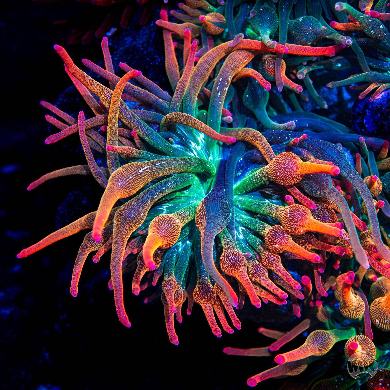 Nexus Burst Bubble Anemone