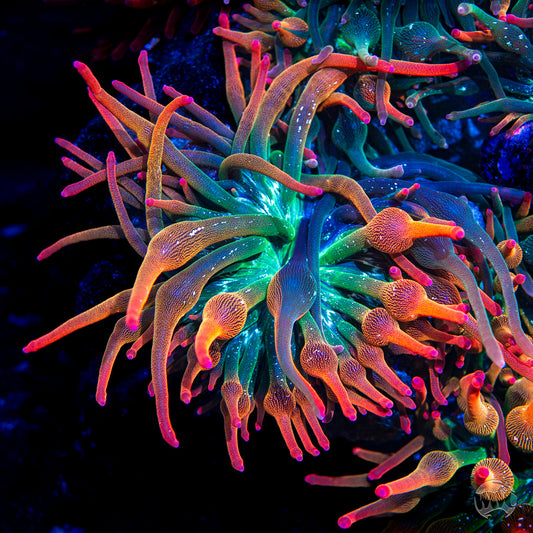 Nexus Burst Bubble Anemone